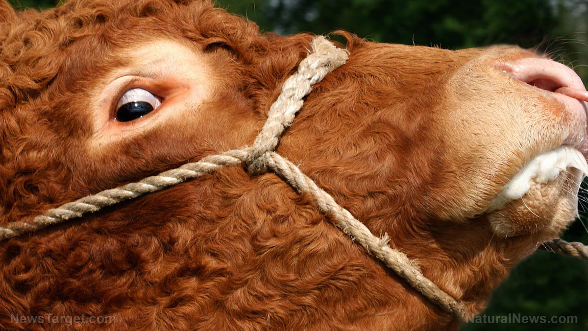 Experimental Covid 19 vaccines Could Cause Mad Cow Disease Experts Warn